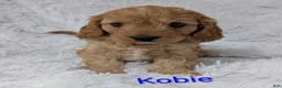 Cavapoo dogs for sale: Kobie - Ad 1