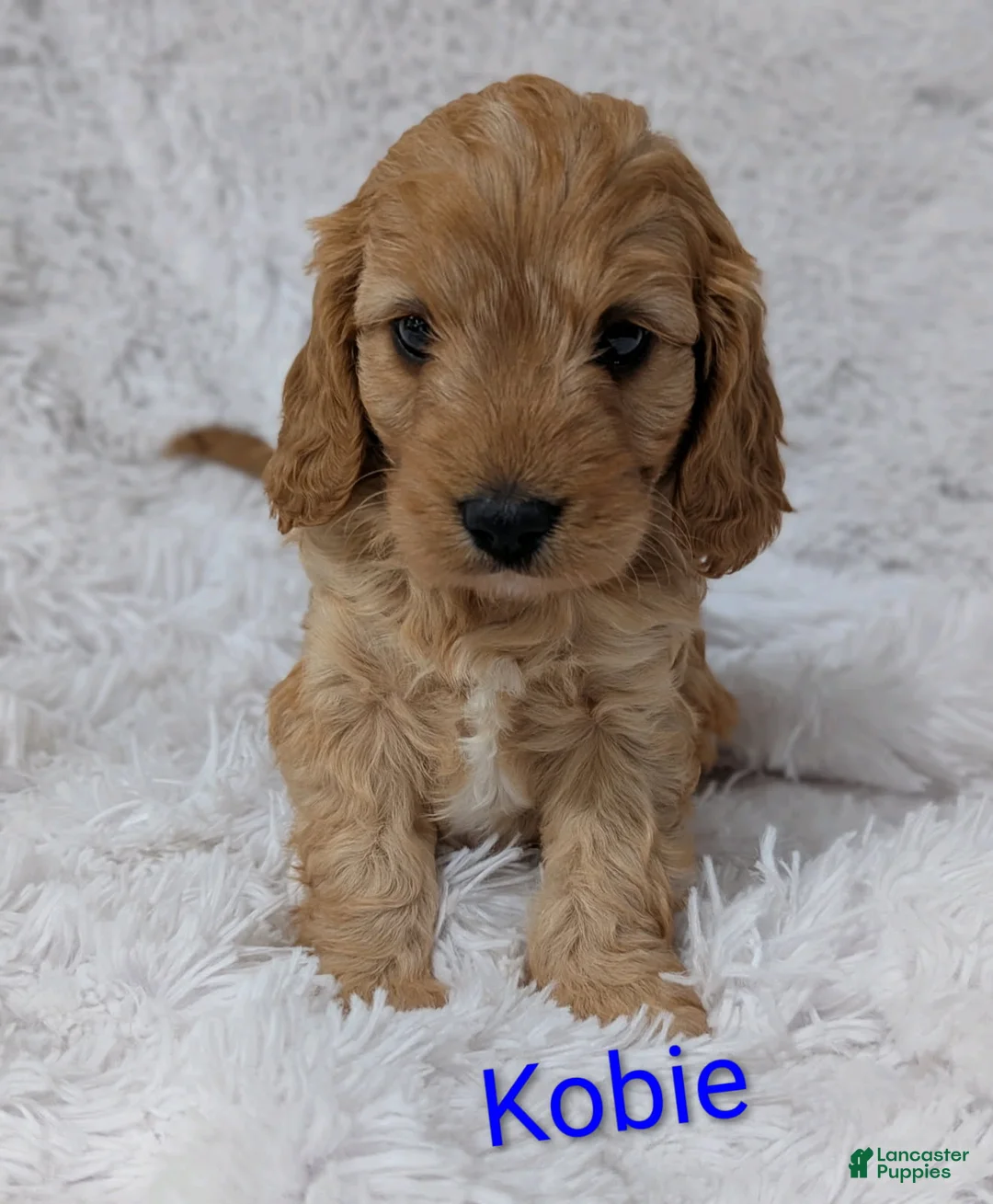 Cavapoo dogs for sale: Kobie - Ad 1