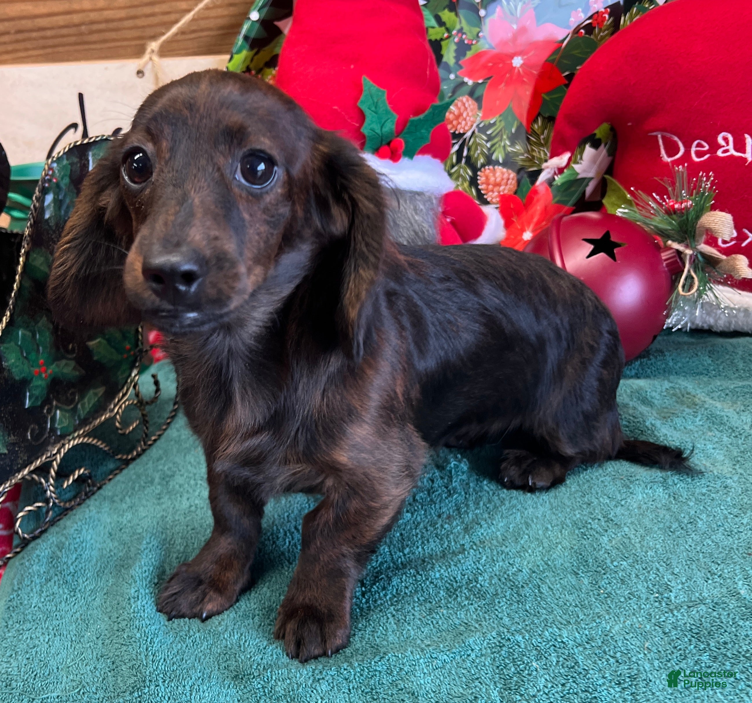 Miniature Dachshund dogs Bess - Ad 15