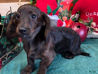 Miniature Dachshund dogs Bess - Ad 2
