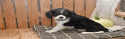 Cavalier King Charles Spaniel dogs for sale: Wade - Ad 3