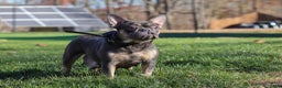 Frenchton dogs for sale: Lilac - Ad 9