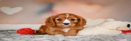 Cavapoo dogs for sale: DUKE - Ad 5