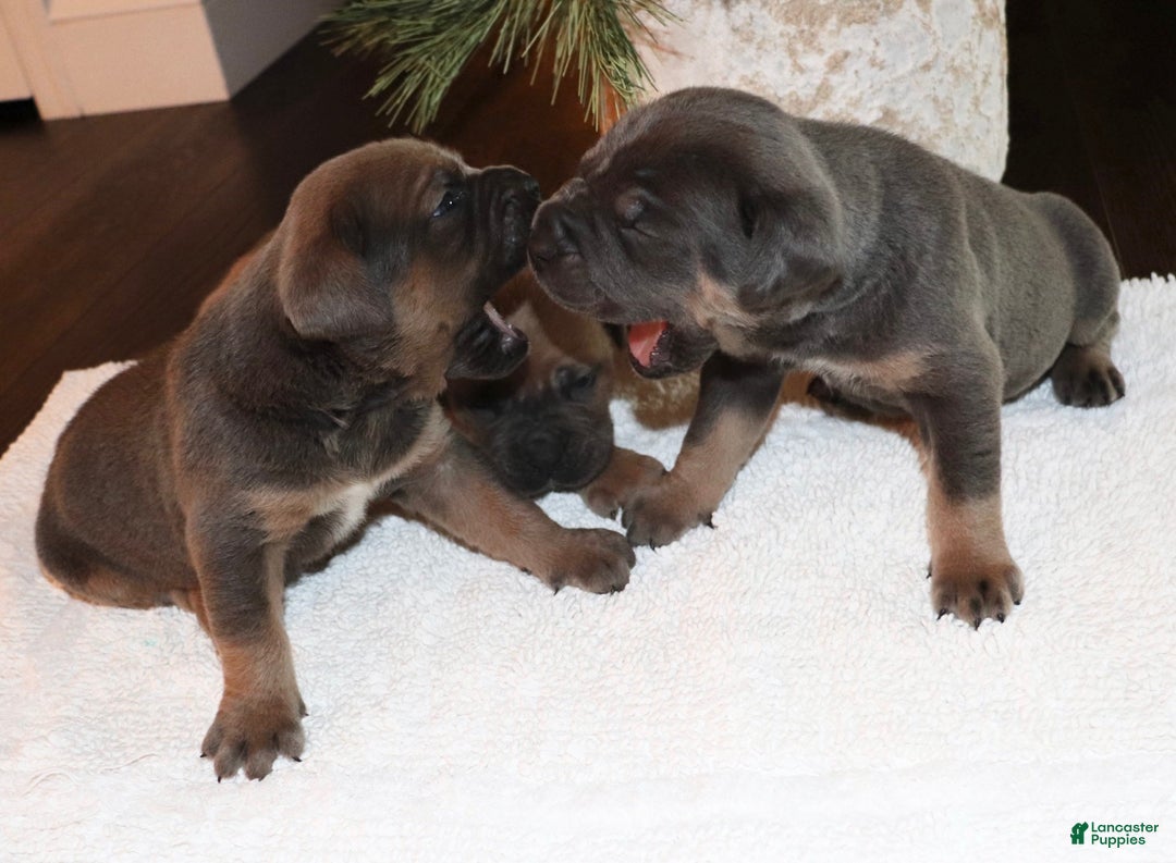 Cane Corso dogs for sale: Hank - Ad 10