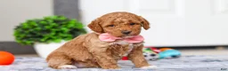 Mini Goldendoodle dogs for sale: Mia - Ad 2
