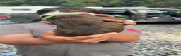 Boxer dogs for sale: Boxer 2 - Ad 2
