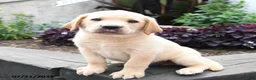 Labrador Retriever dogs for sale: Moose - Ad 4