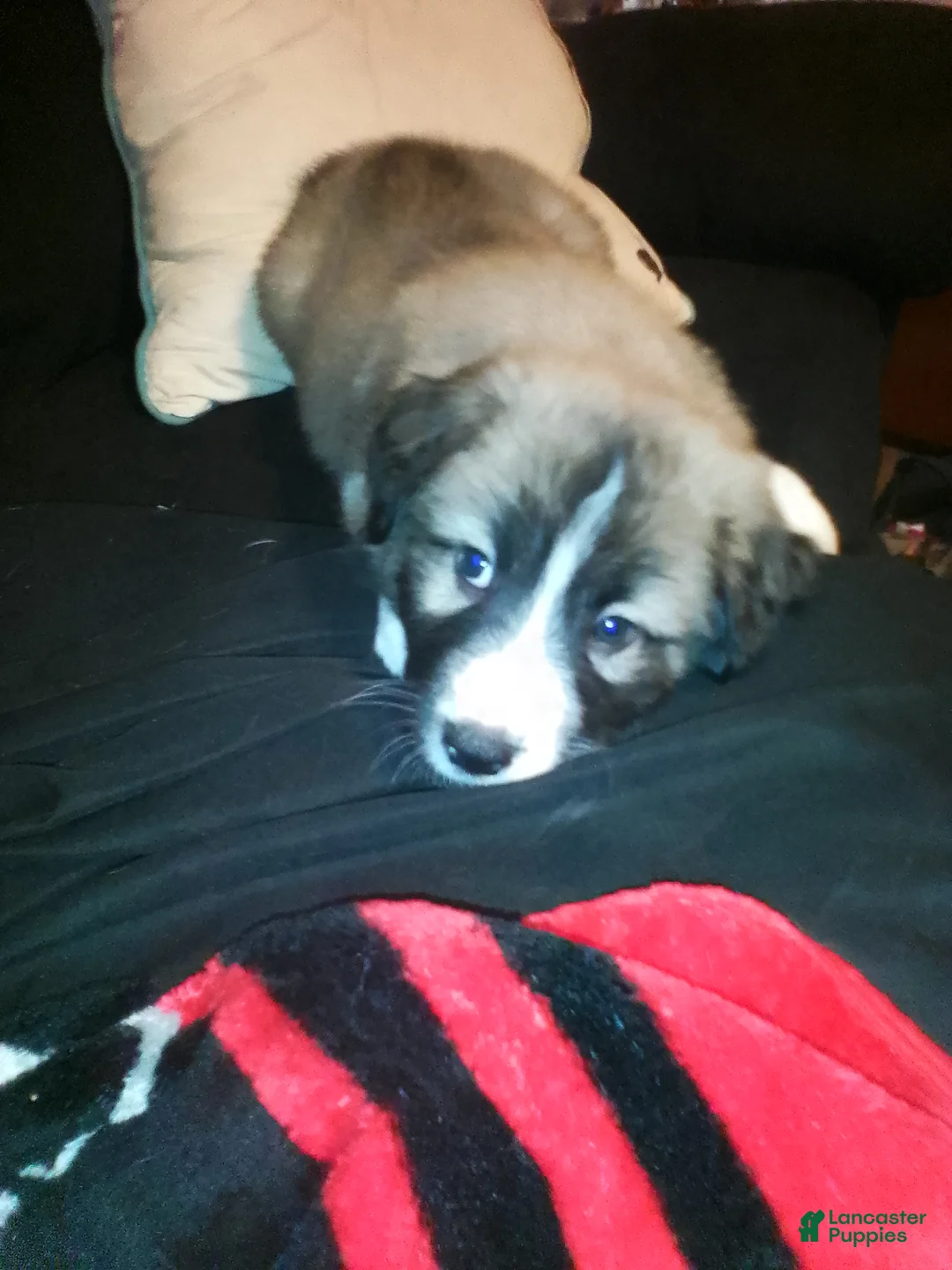 Mixed Breed dogs for sale: Brownee Boy - Ad 5