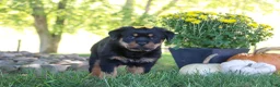 Rottweiler dogs for sale: Oakley - Ad 5