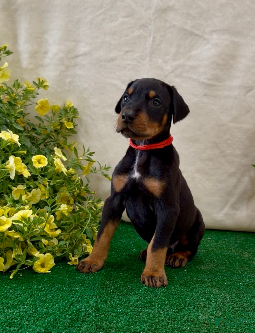 Doberman Pinscher dogs Doberman Pinscher Puppy 3 - Ad 13