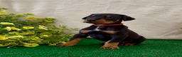 Doberman Pinscher dogs for sale: Doberman Pinscher Puppy 3 - Ad 1