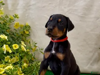 Doberman Pinscher dogs Doberman Pinscher Puppy 3 - Ad 13