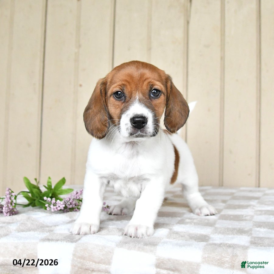 Mixed Breed dogs Lexi  - Ad 2