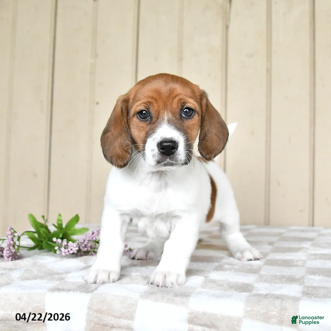 Mixed Breed dogs for sale: Lexi  - Ad 2