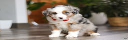 Miniature Australian Shepherd dogs for sale: Ghirardelli - Ad 3