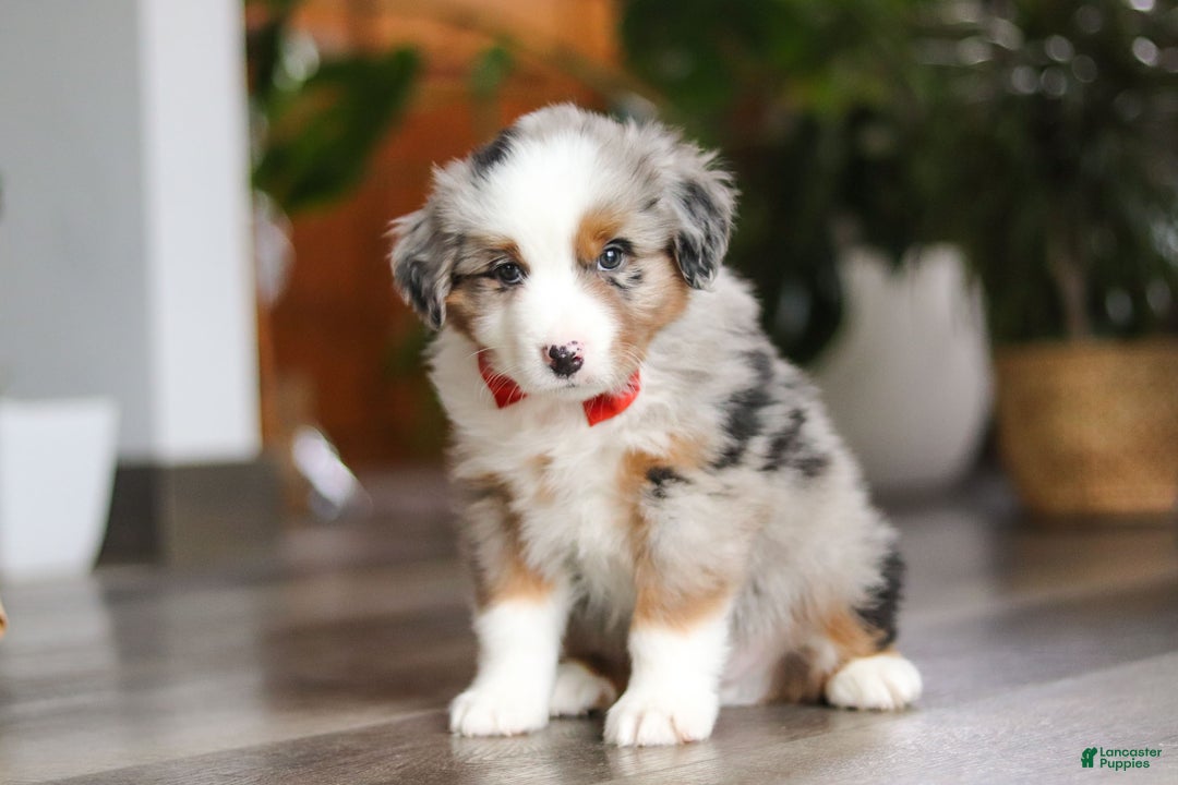 Miniature Australian Shepherd dogs for sale: Ghirardelli - Ad 3