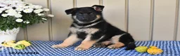 German Shepherd dogs for sale: Marla - Ad 4