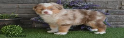 Australian Shepherd dogs for sale: Bingo - Ad 3