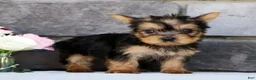 Morkie dogs for sale: Olive - Ad 7