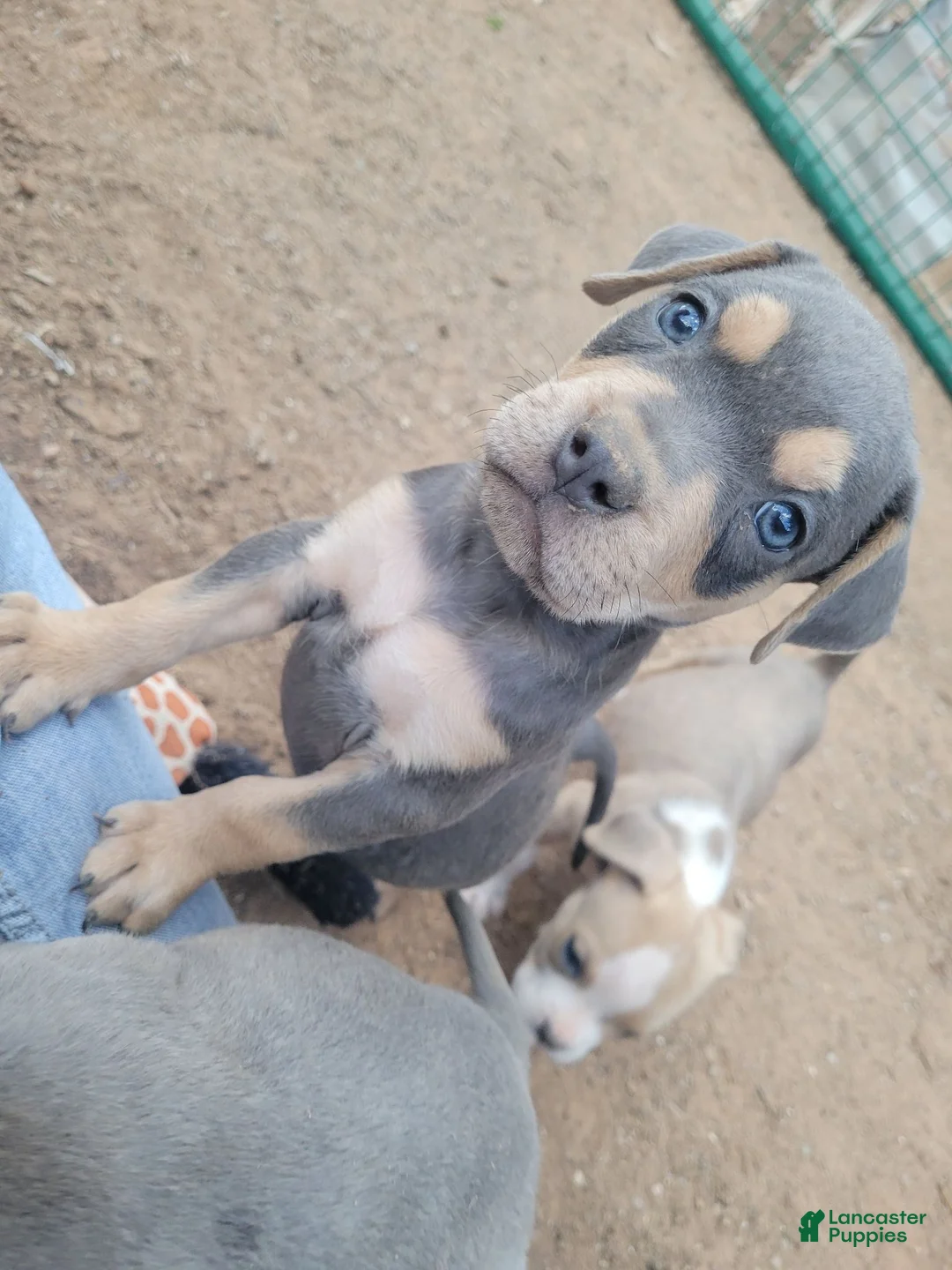 English Bulldog dogs for sale: Blue Fawn and white  - Ad 9