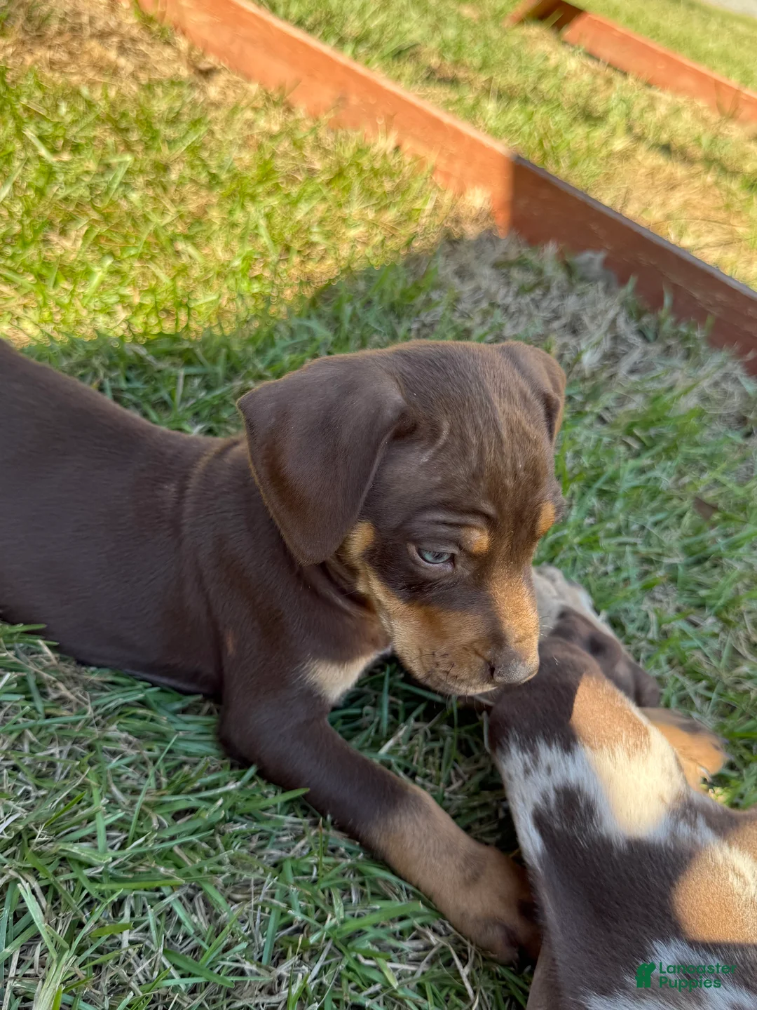 Catahoula Leopard Dog dogs for sale: Litter Beaver - Ad 2