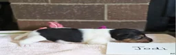 Wire Fox Terrier dogs for sale: (Jodi) Wire Fox Terrier 1  - Ad 6