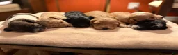 Maltipoo dogs for sale: Maltipoo 4 - Ad 7