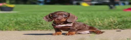 Miniature Dachshund dogs for sale: Lily - Ad 6