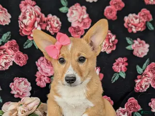 Welsh Corgi Pembroke dogs for sale: Matilda AKC Registered - Ad 1