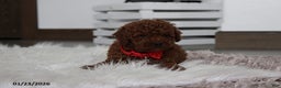 Toy Poodle dogs for sale: Abaro - Ad 5
