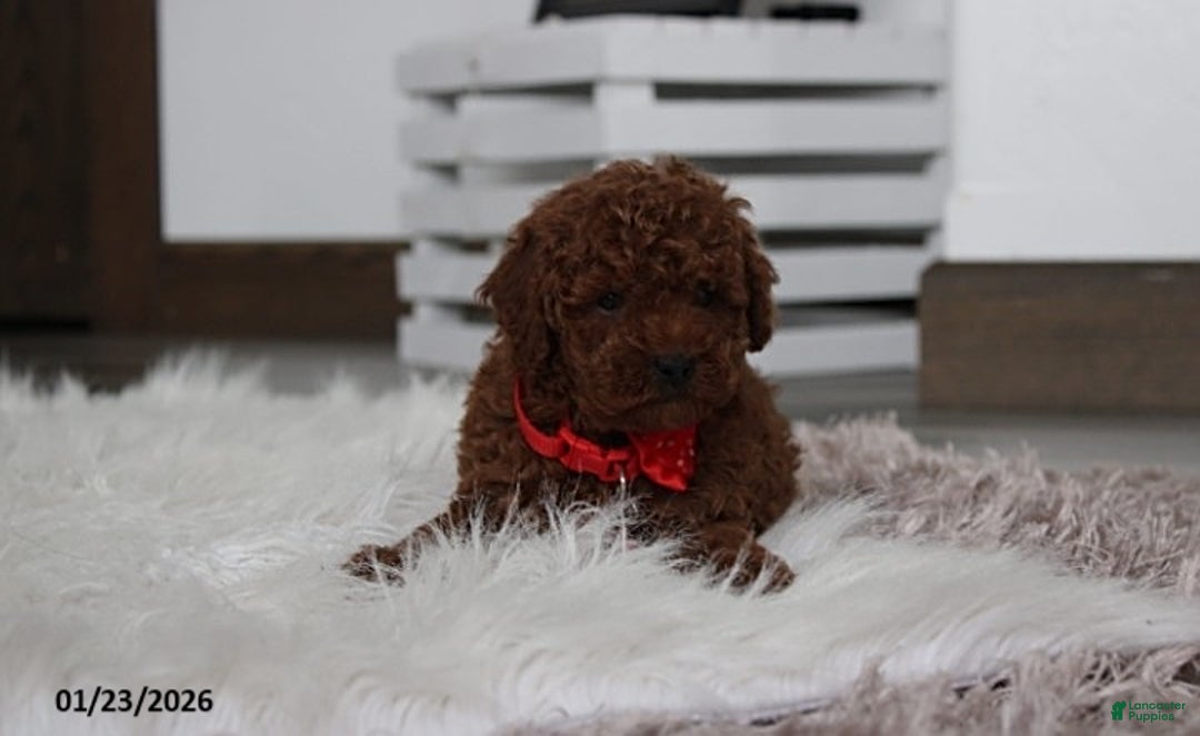 Toy Poodle dogs for sale: Abaro - Ad 5