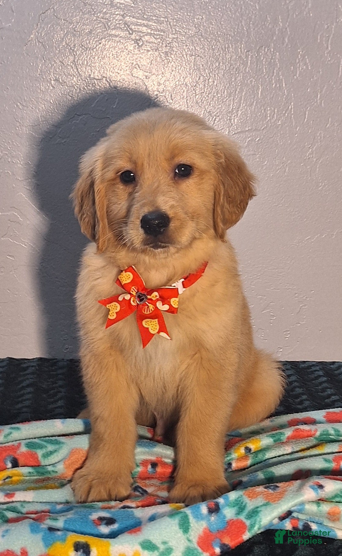 Golden Retriever dogs Titus - Ad 2