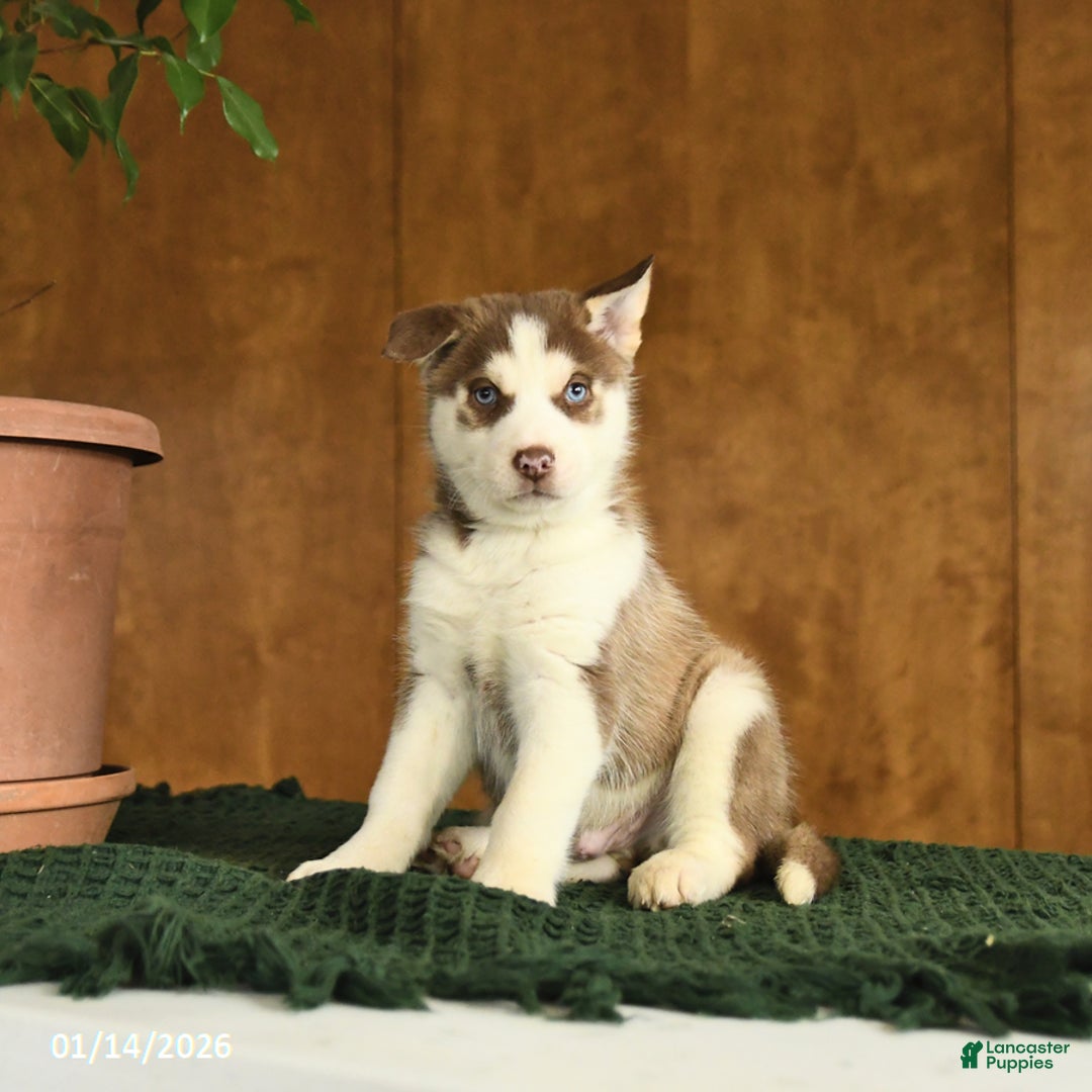 Siberian Husky dogs for sale: Blake - Ad 4
