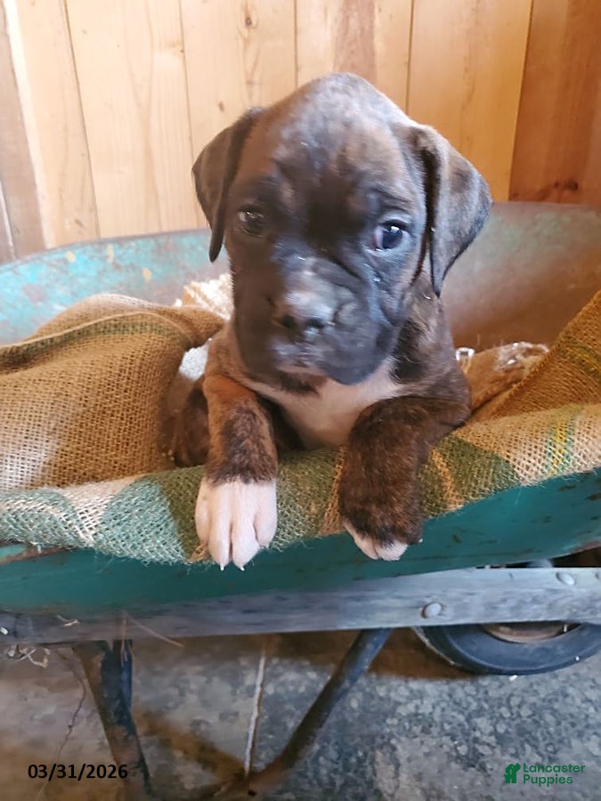 Boxer dogs Doc - Ad 2