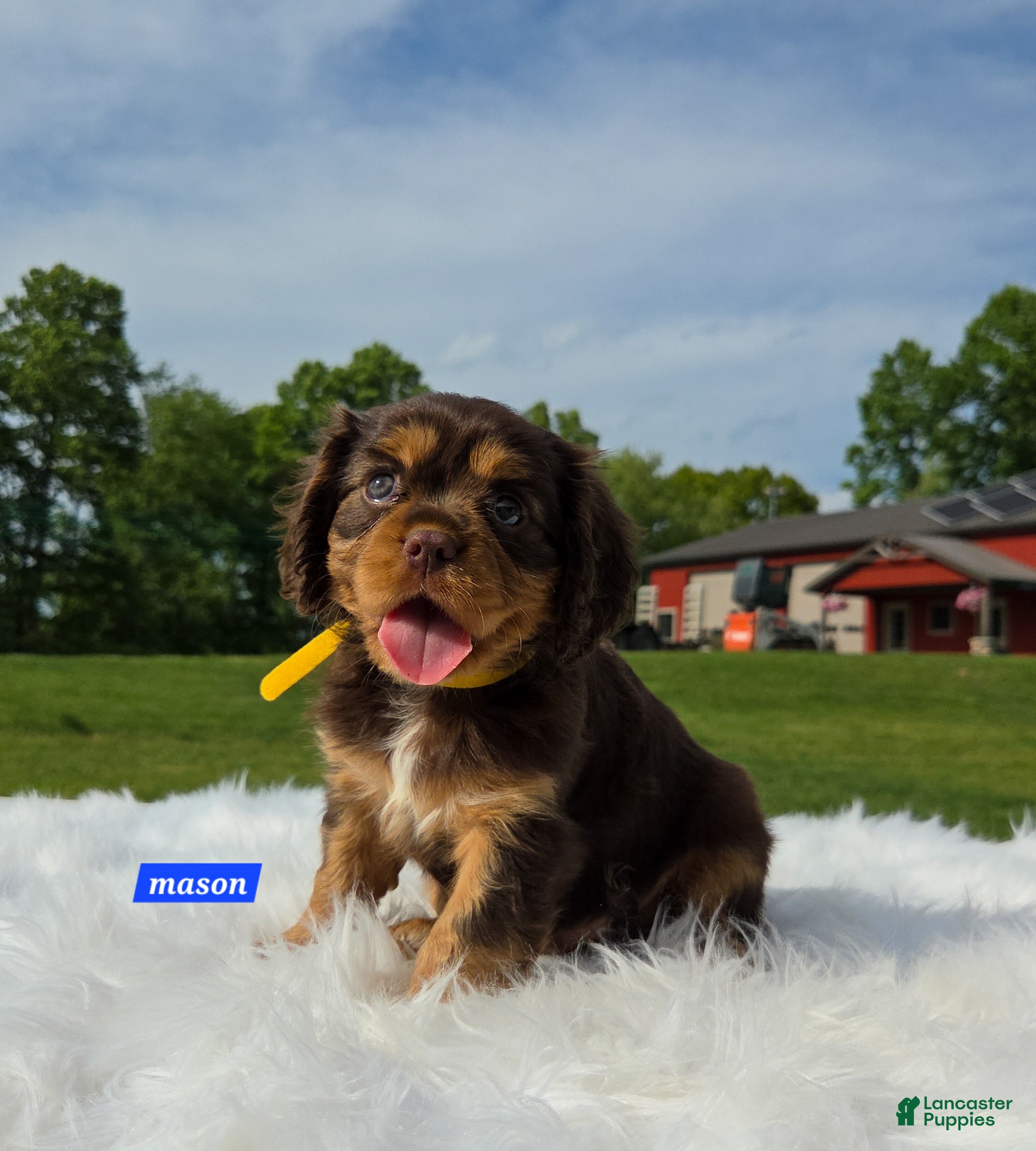 Cavalier King Charles Spaniel dogs Mason - Ad 2