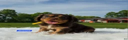 Cavalier King Charles Spaniel dogs for sale: Mason - Ad 4