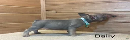 French Bulldog dogs for sale: Bailey - Ad 2