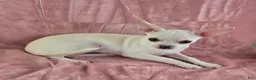 Chihuahua dogs for sale: Milly - Ad 11