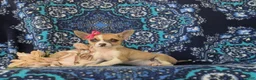 Chihuahua dogs for sale: Amelia 6 lbs Full Grown - Ad 4