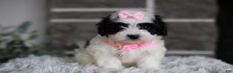 Maltipoo dogs for sale: Bonnie - Ad 2