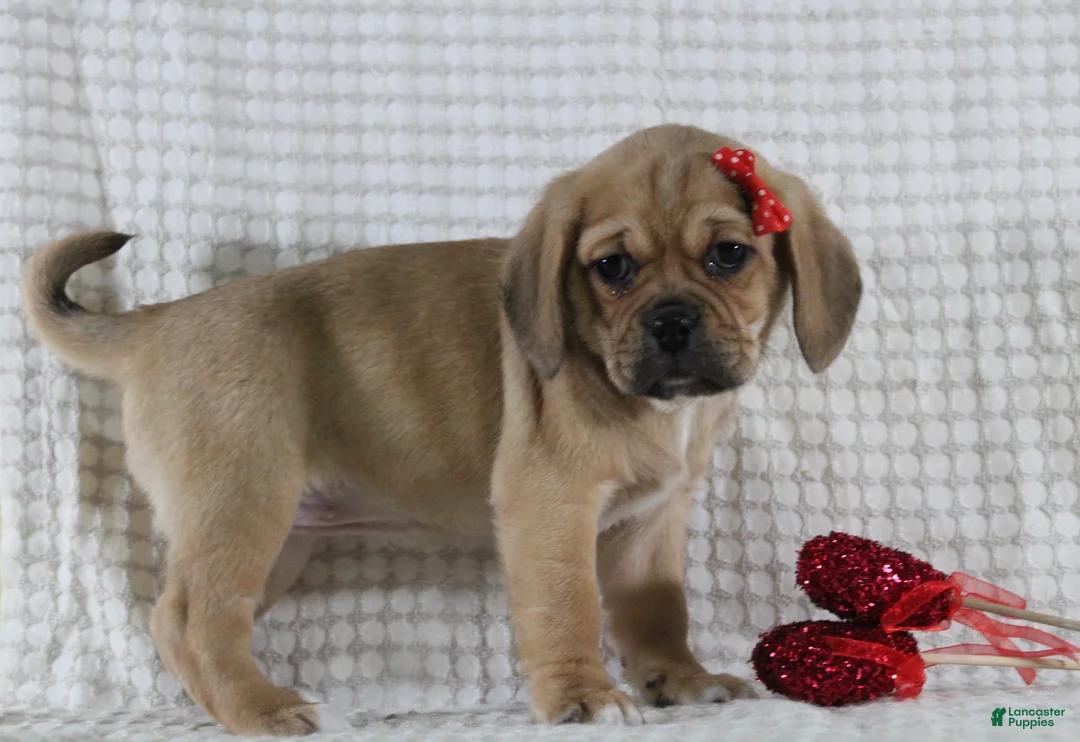 Puggle dogs for sale: Tara - Ad 4