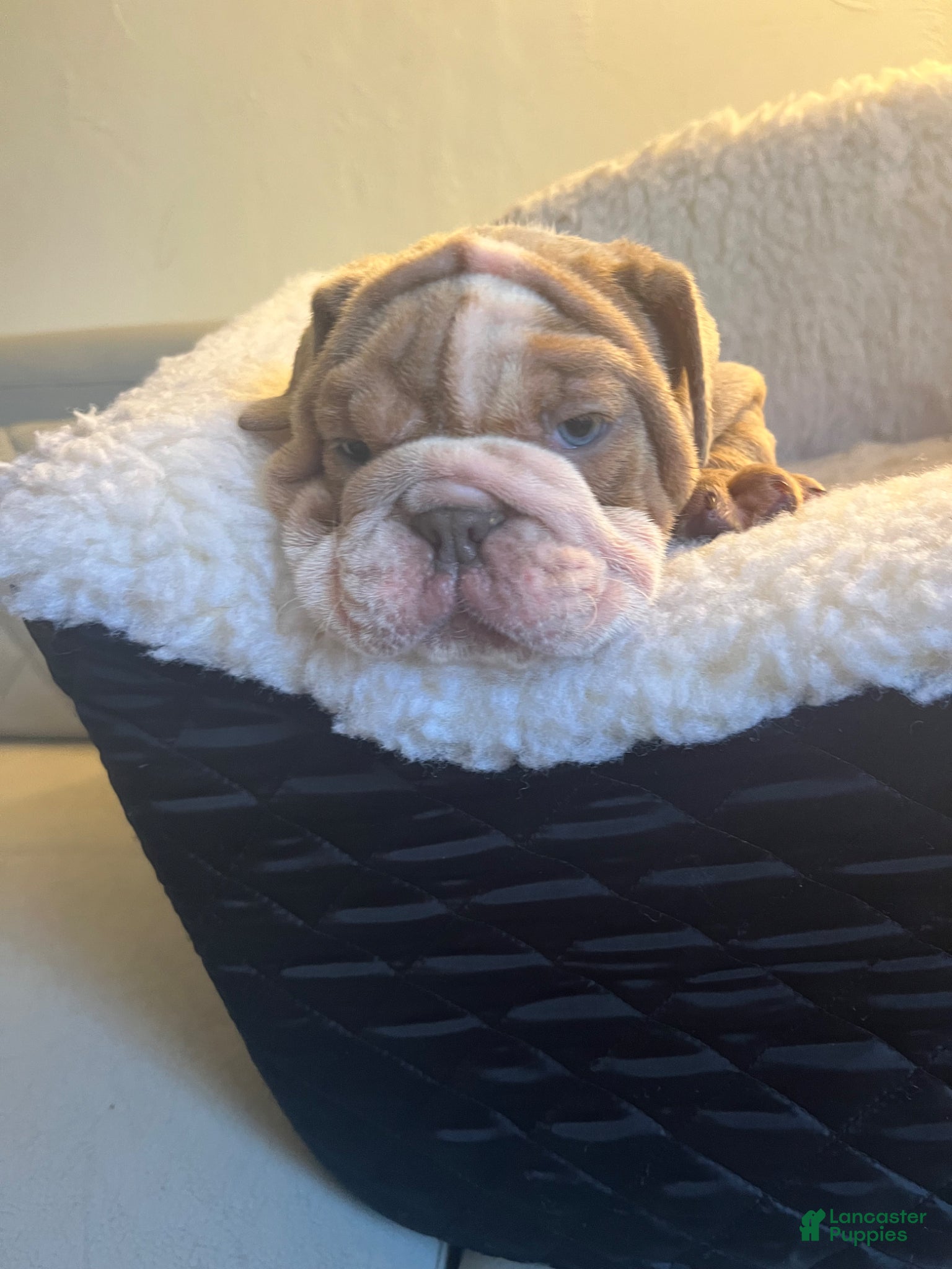 English Bulldog dogs for sale: English Bulldog Puppy 5 - Ad 11