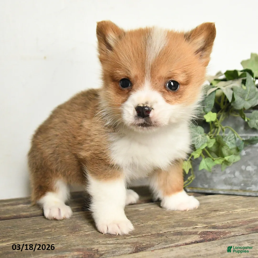 Welsh Corgi Pembroke dogs for sale: Toby - Ad 3