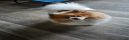 Pomeranian dogs for sale: Pomeranian 1 - Ad 5