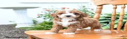 Mini Goldendoodle dogs for sale: Echo - Ad 4