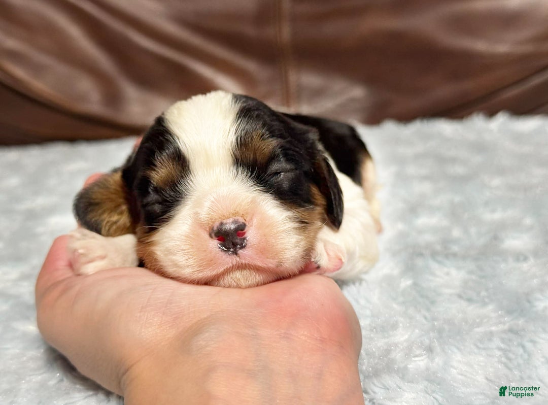 Cavalier King Charles Spaniel dogs for sale: Charlie  - Ad 4