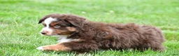 Miniature Australian Shepherd dogs for sale: Wendall - Ad 11