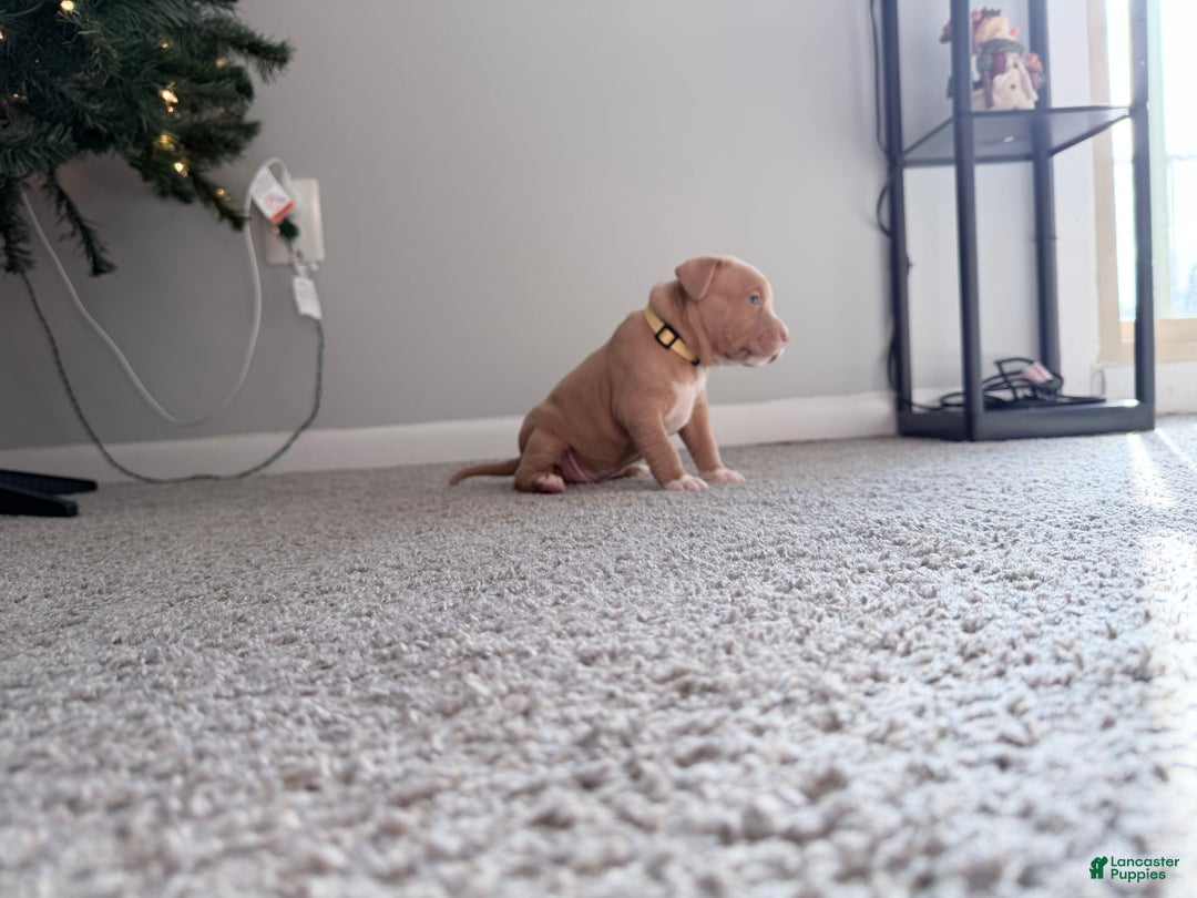 American Pit Bull Terrier dogs for sale: Daisy - Ad 2