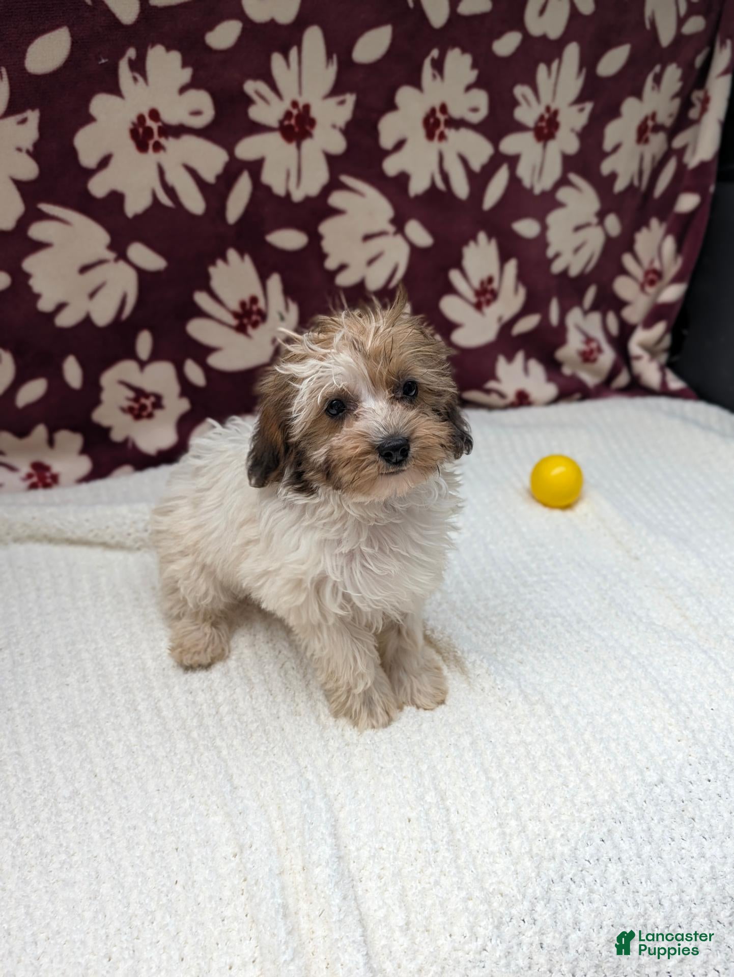 Havapoo dogs Fern  - Ad 2