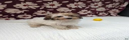 Havapoo dogs for sale: Fern  - Ad 2